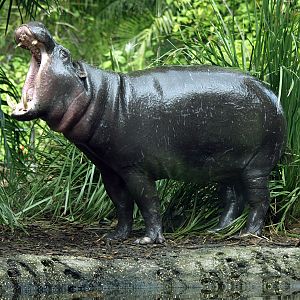 Pygmy hippopotamus