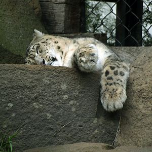 Snow leopard