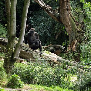 Gorillas in outdoor area