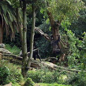 Gorillas in outdoor area