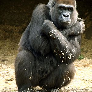 Western Lowland gorilla