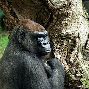 Western Lowland gorilla