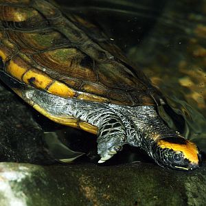 Golden Coin turtle (Cuora trifasciata)