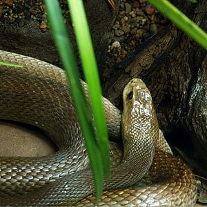 Coastal taipan