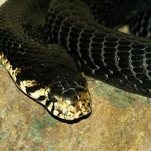 Black-lipped cobra