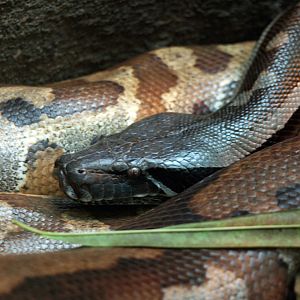 Malayan Blood python
