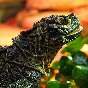 Philippine Sailfin lizard