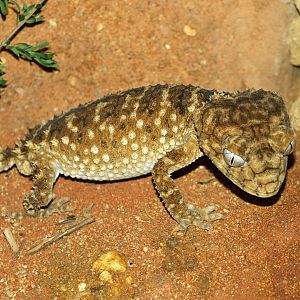 Rough Knob-tailed gecko
