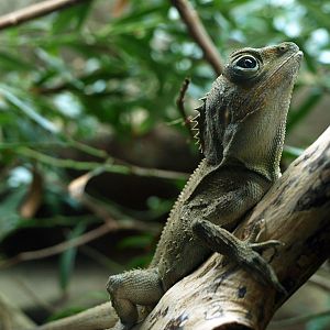 Southern Angle-headed dragon