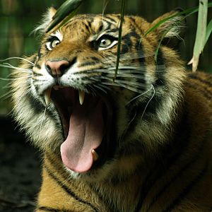Sumatran tiger