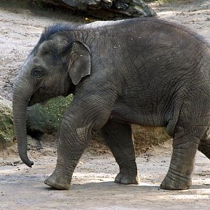Asian elephant calf