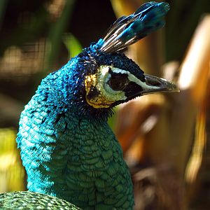 Green peafowl