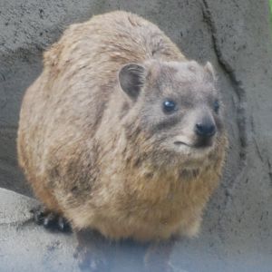 Syrian rock hyrax