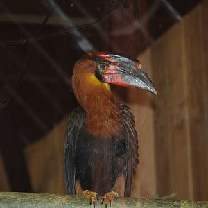 Luzon rufous hornbill