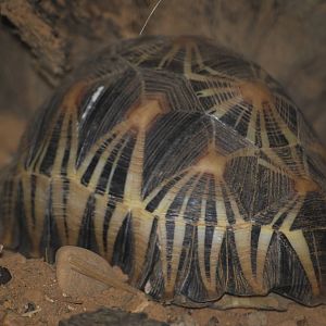 Radiated tortoise