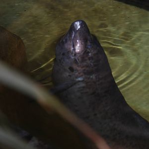 West African lungfish