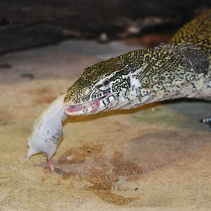 Nile monitor lizard eating