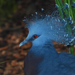 Victoria crowned pigeon