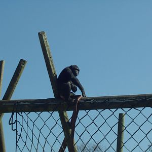 Chimp Monkey World 2nd April 2012