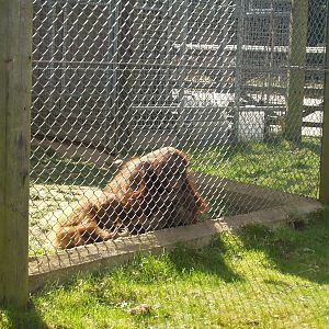 Orangutans 2nd April 2012
