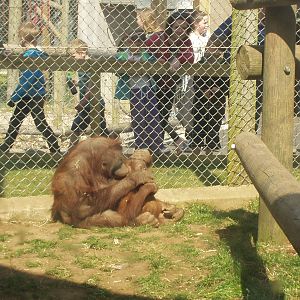 Orangutan at Monkey World 2nd April 2012