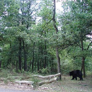 Black bear and american bison exhibit