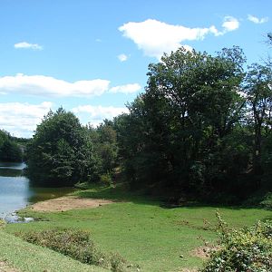 Black bear and american bison exhibit