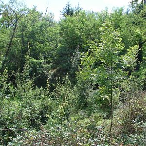 Black bear and american bison exhibit