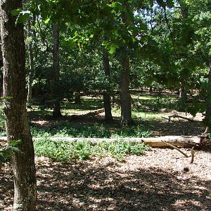 Lemur walkthrough exhibit