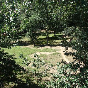 African wild dog exhibit