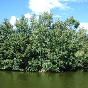 White-handed gibbon island