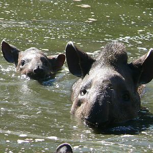 Lowland tapirs (Tapirus terrestris)