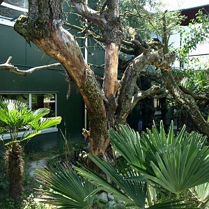 Papiliorama - Margay exhibit