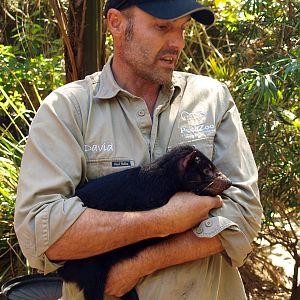 Keeper talk with Tasmanian Devil pup