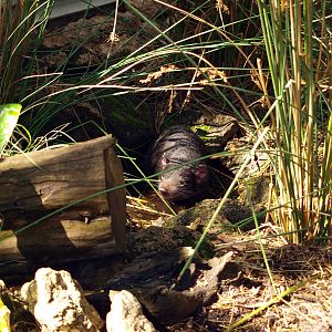 A female devil wallowing