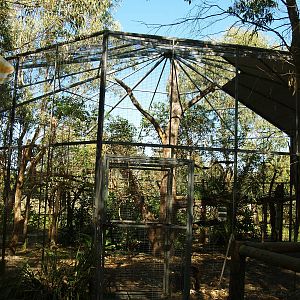 Koala enclosure