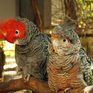 Gang gang cockatoos