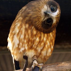 Boobook owl