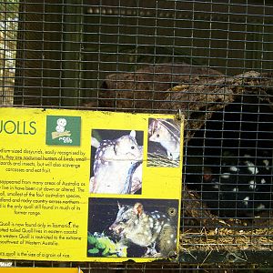 Signage for Eastern quolls