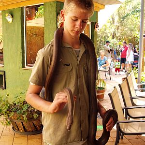 Handler with Olive python