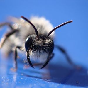Andrena vaga