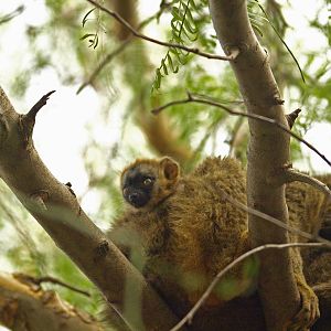 Baby red-fronted lemur 1