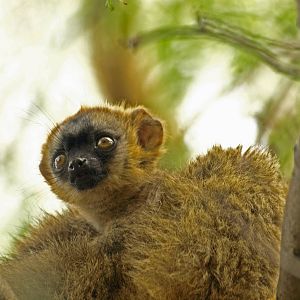 Baby red-fronted lemur 2