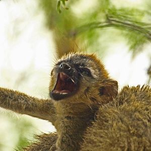 Baby red-fronted lemur 3