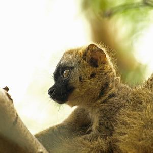 Baby red-fronted lemur 4