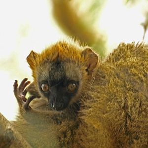 Baby red-fronted lemur 5