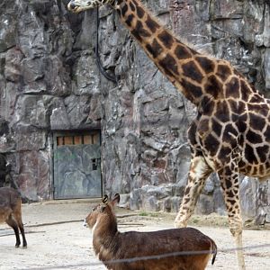 giraffe , waterbuck