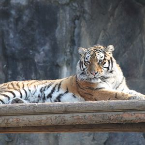 Siberian tiger