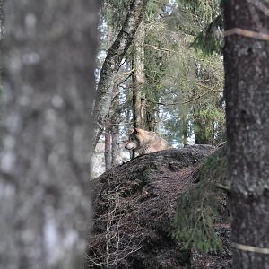Wolf in Kolmården