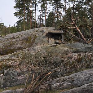 New snowleopard enrichment